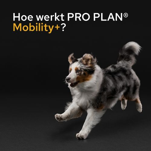 Purina Pro Plan Mobility+ kosttillskott för hund (pulver 60 g)