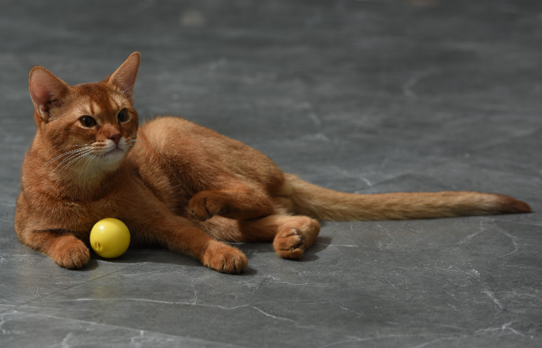 Dynamische speelbal voor de kat (4 cm)