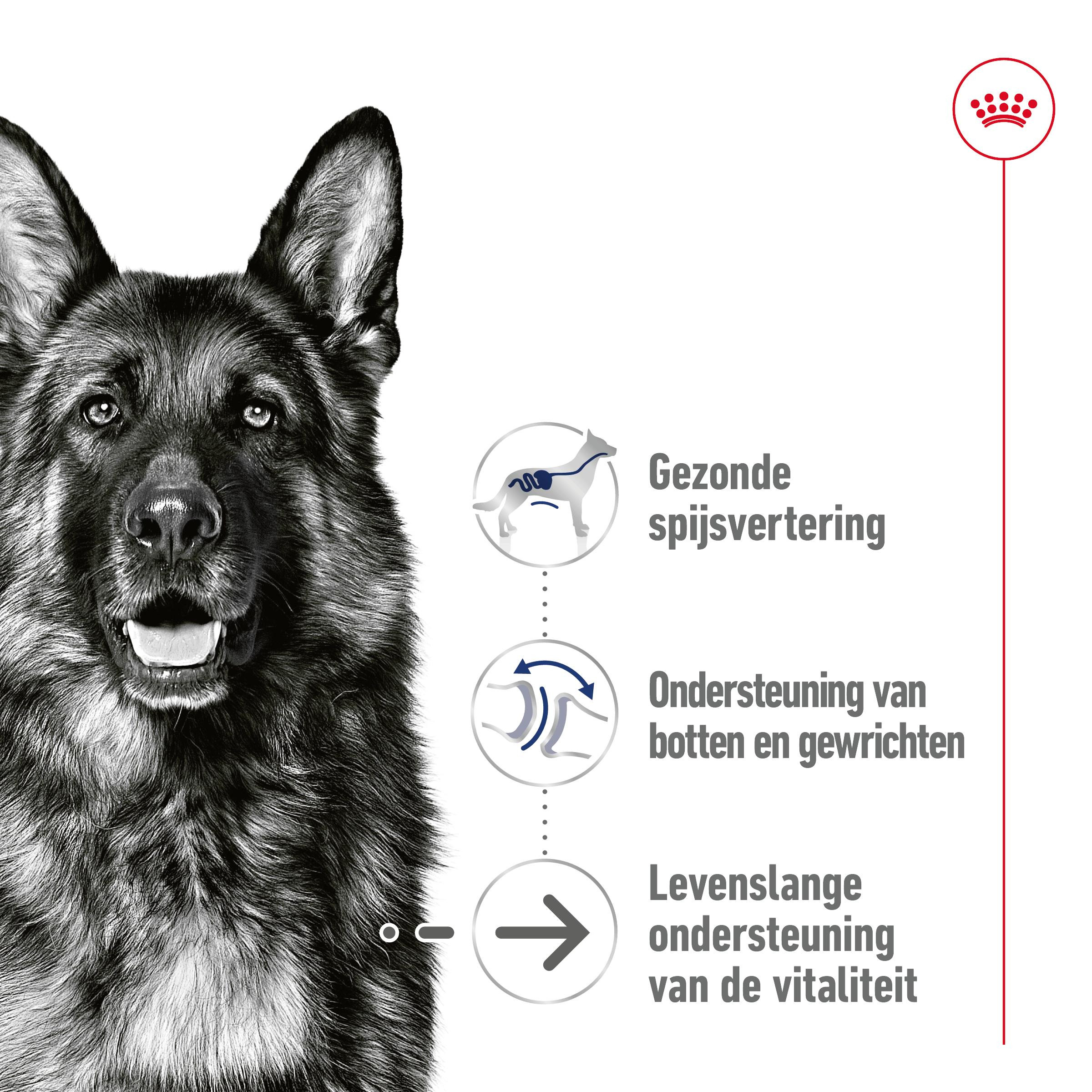 Royal Canin Maxi Ageing 12+ natvoer